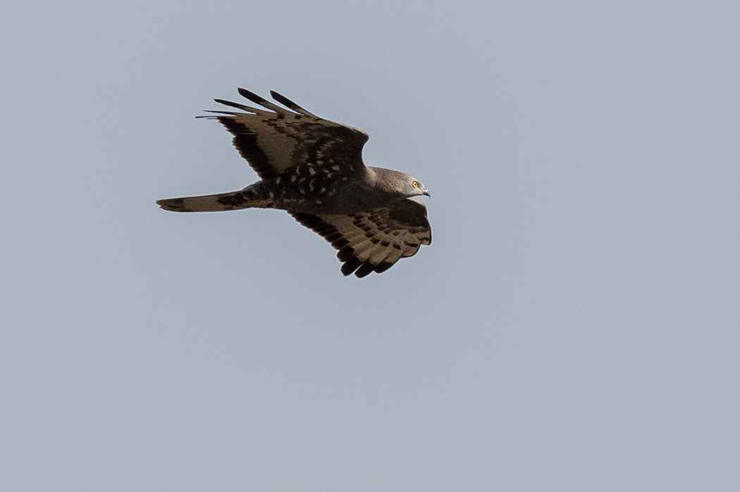 European Honey-buzzard