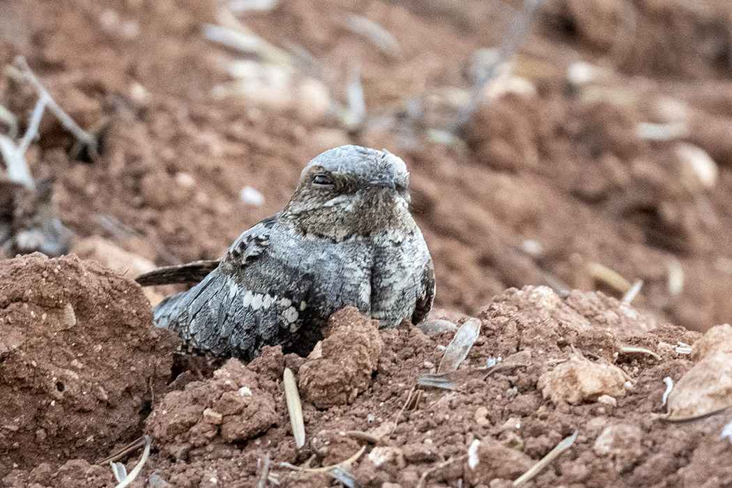Eurasian Nightjar