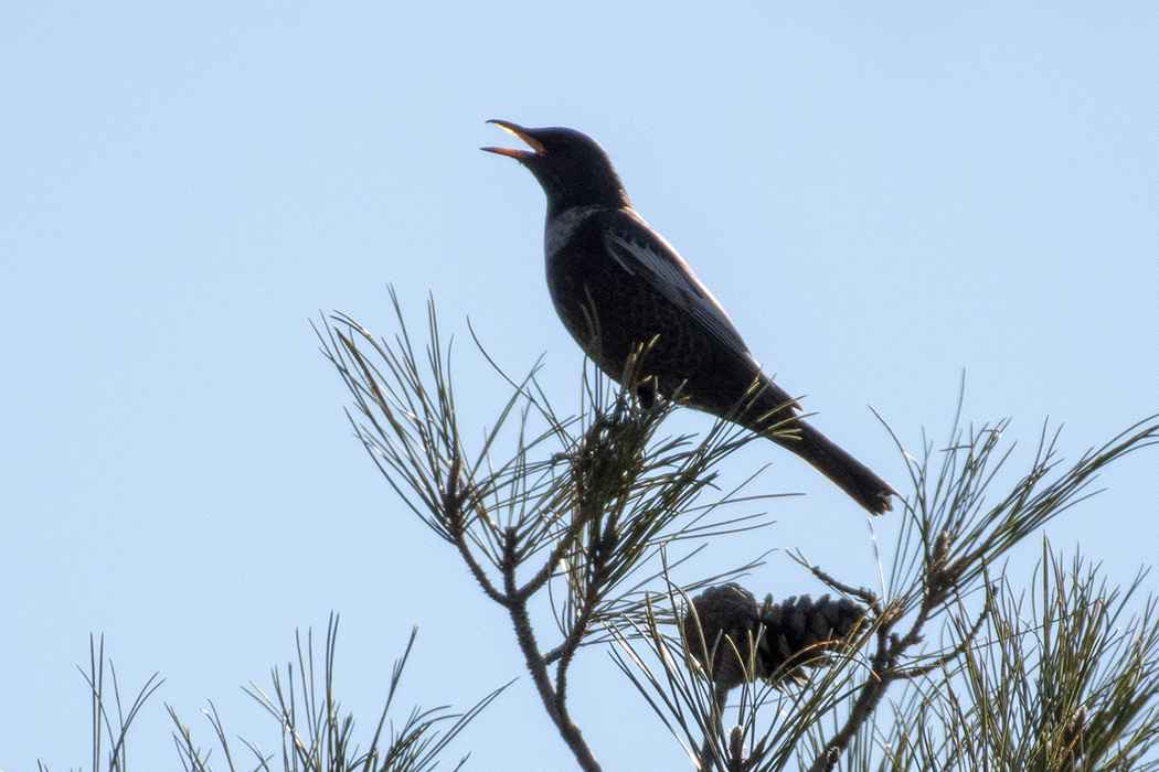 Ring Ouzel