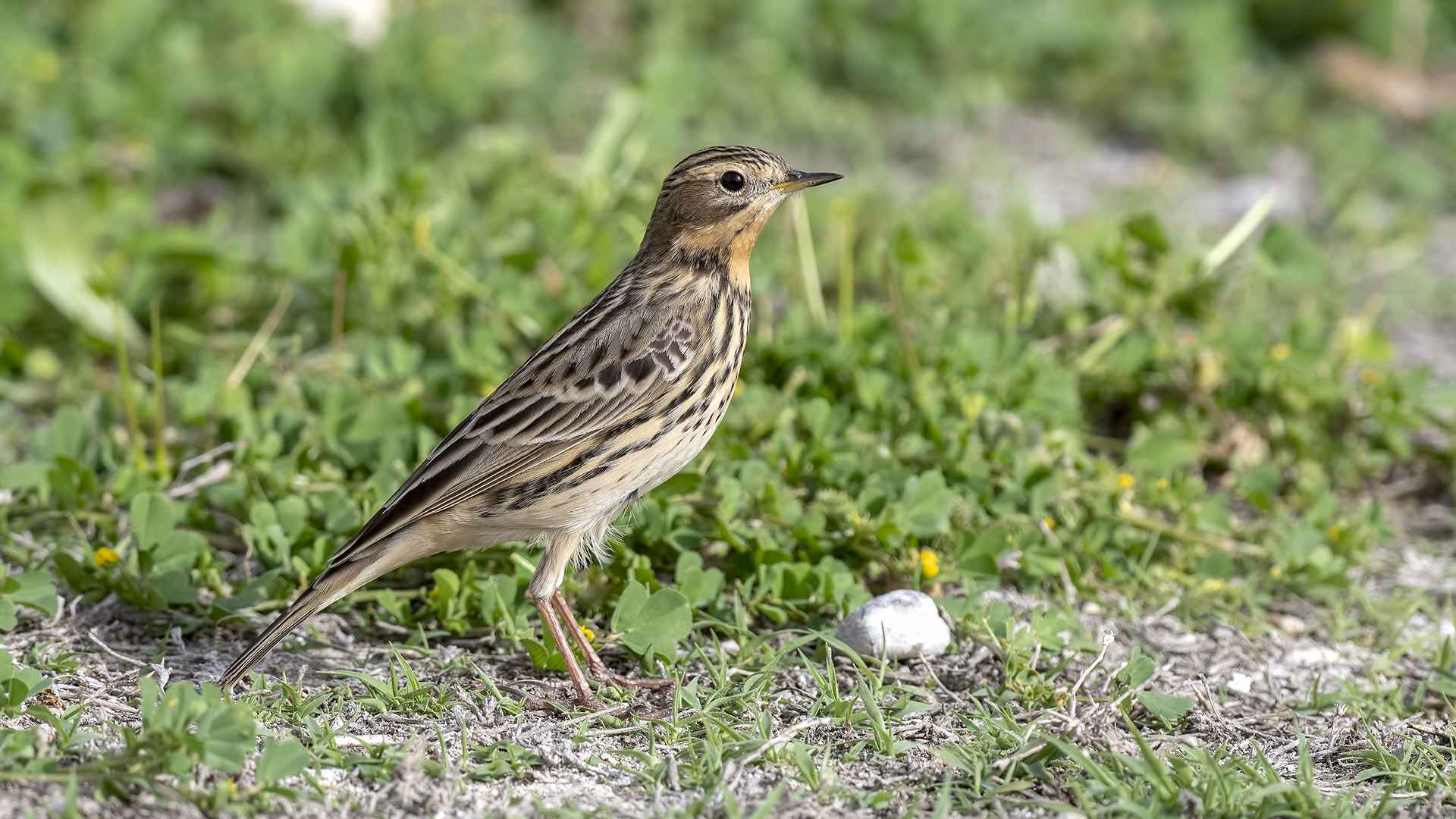 Red-throated Pipit