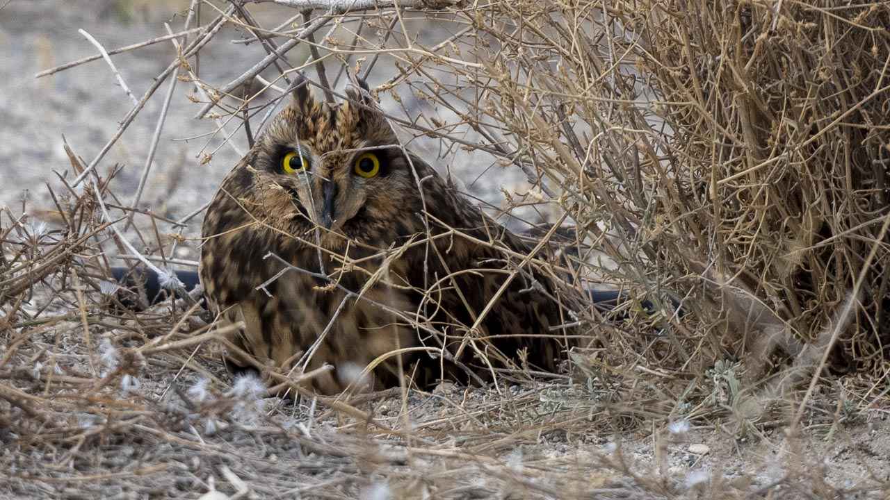 Short-eared Owl