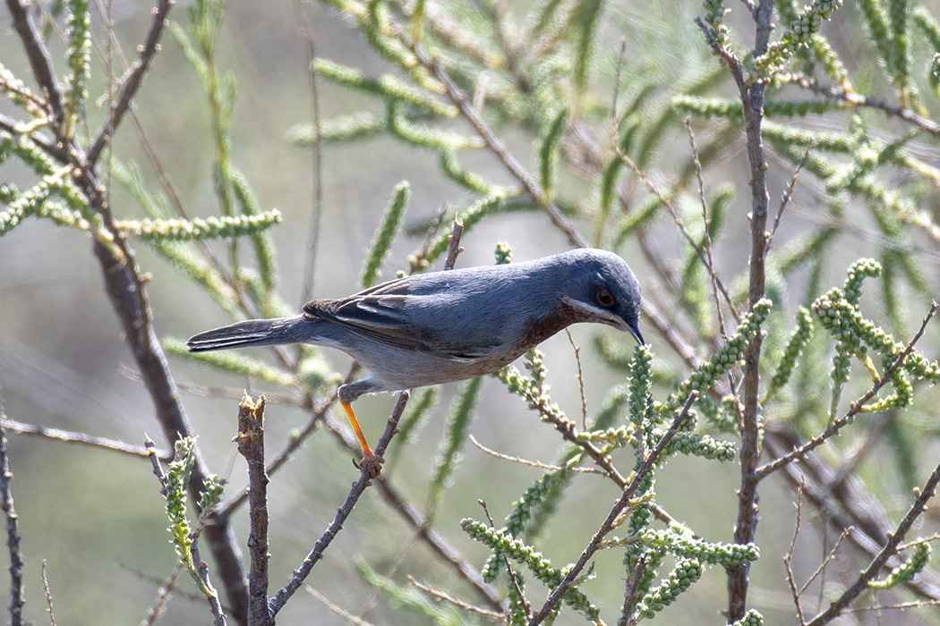Subalpine Warbler