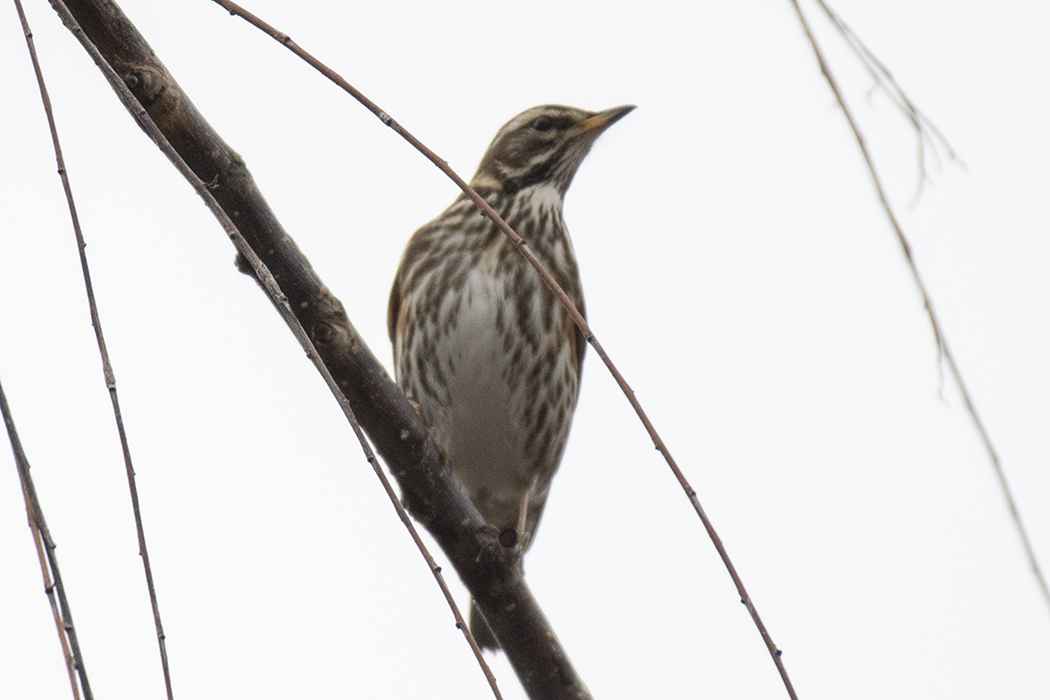 Redwing