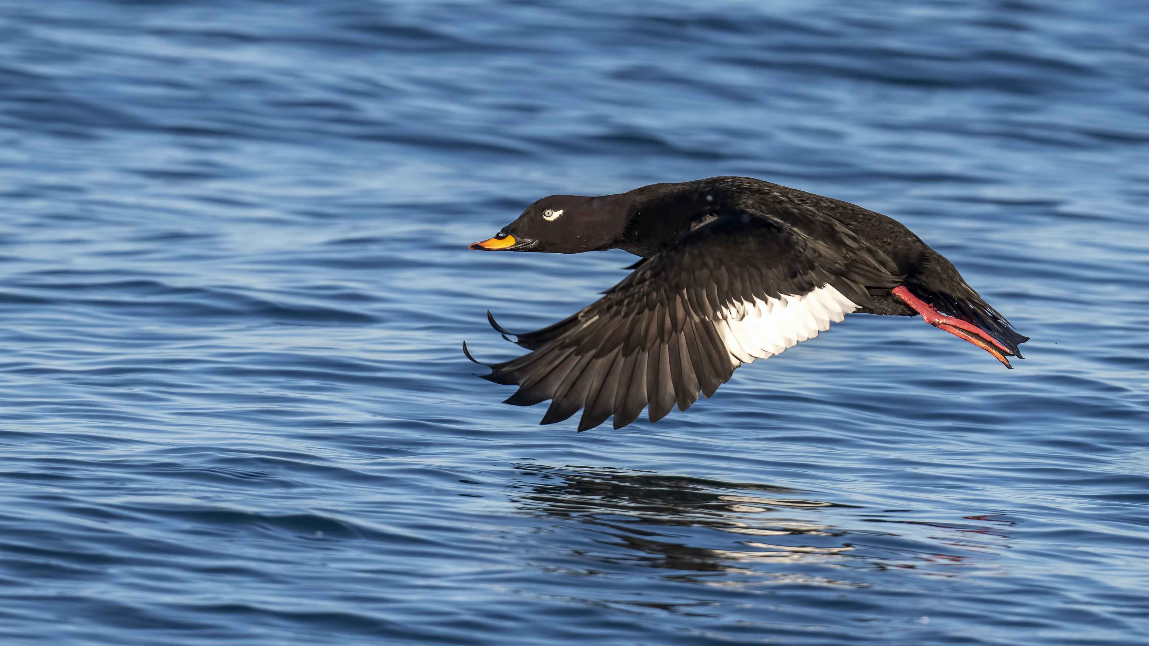Velvet Scoter
