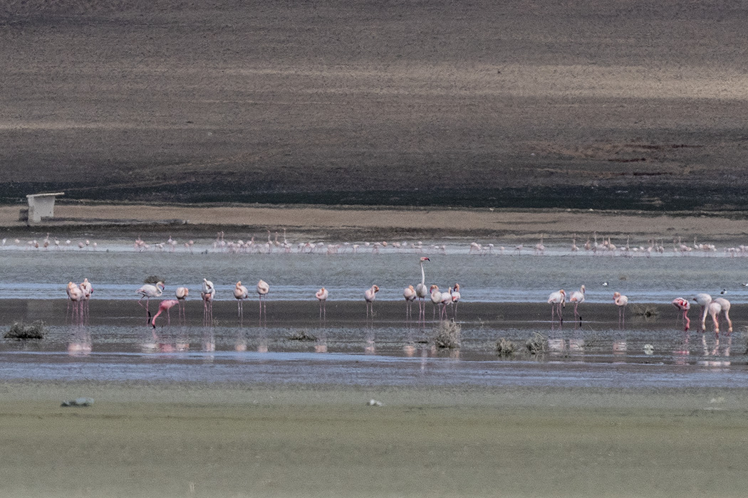 Lesser Flamingo