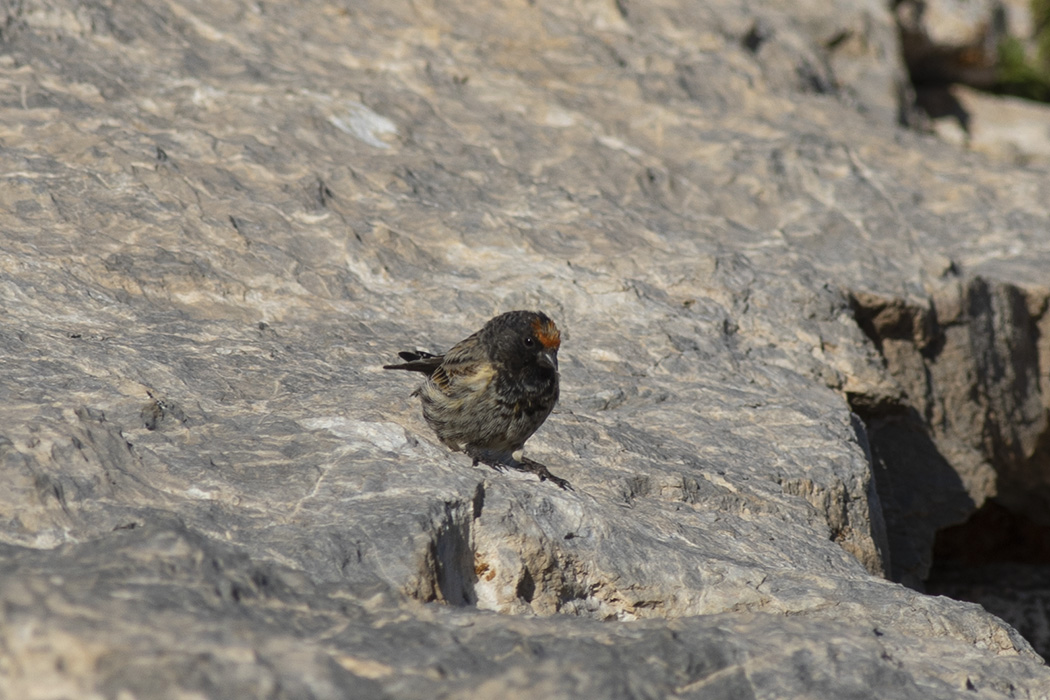 Fire-fronted Serin