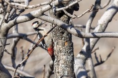 Syrian Woodpecker