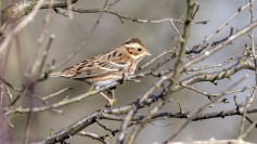 Rustic Bunting
