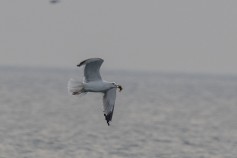 Caspian Gull