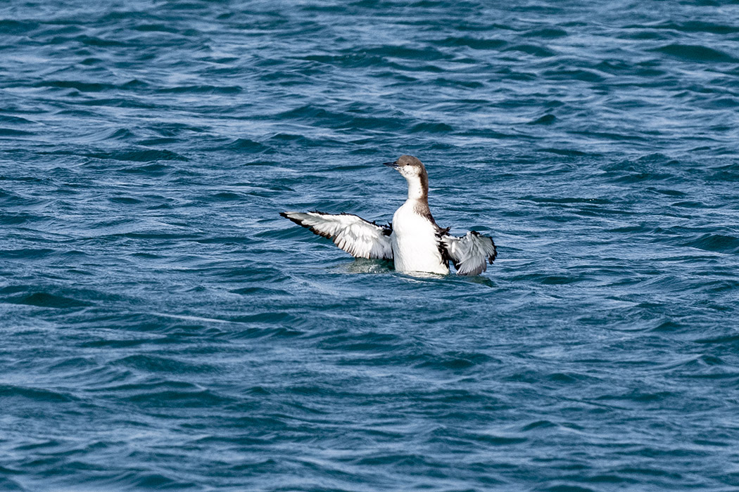 Arctic Loon