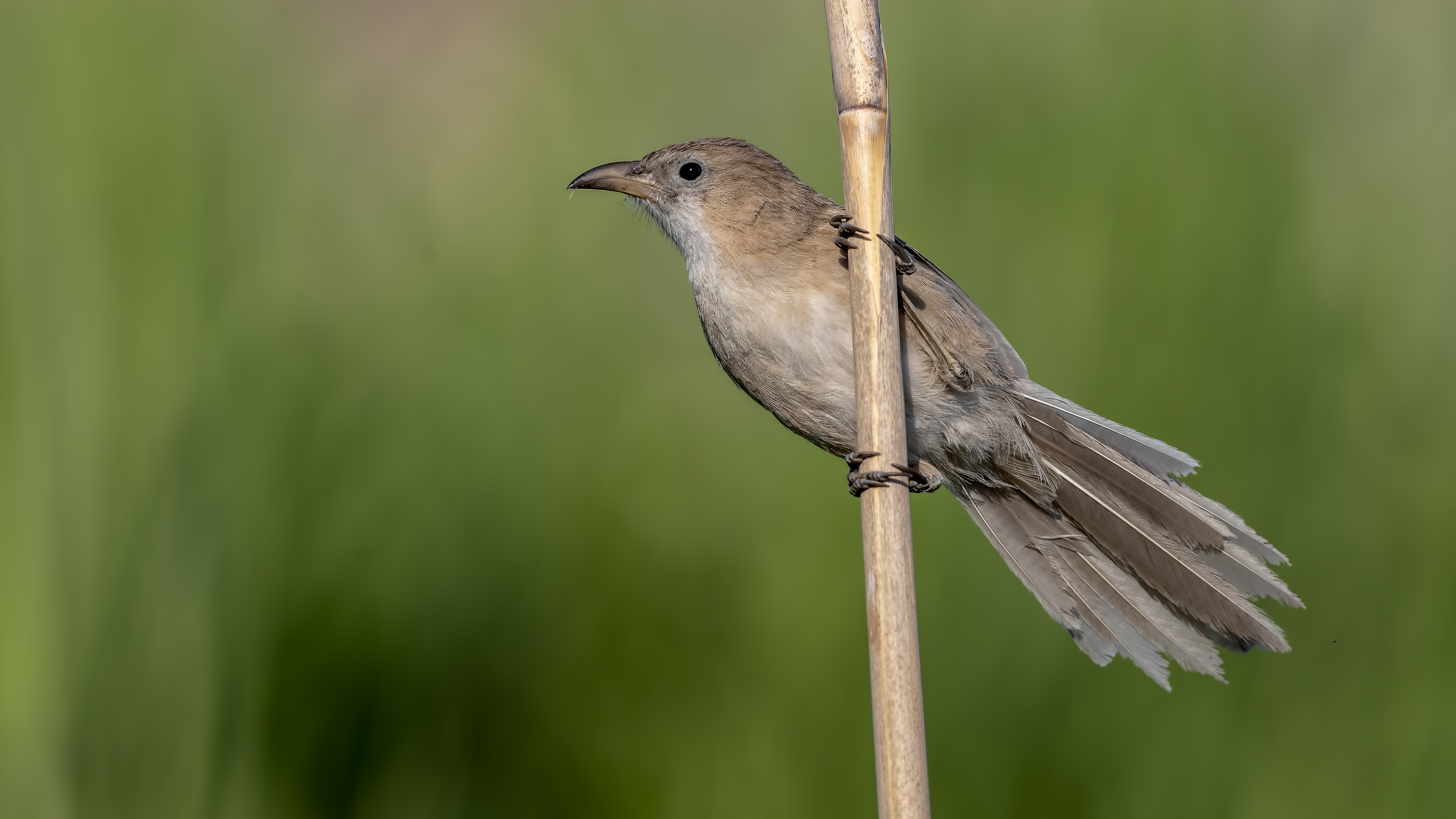Iraq Babbler