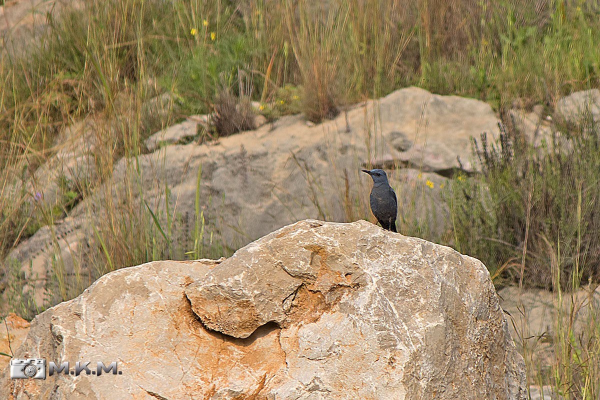 Blue Rock-Thrush