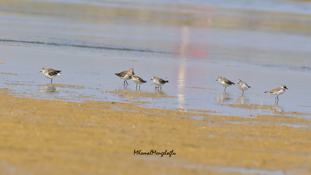 Sanderling
