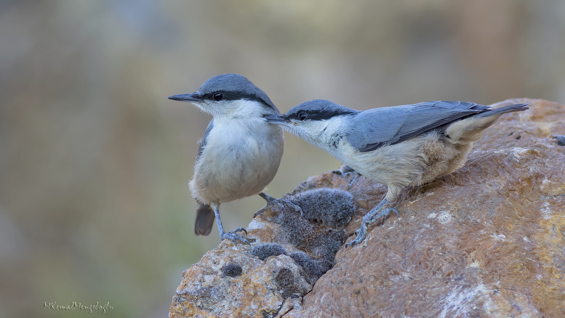 Western Rock Nuthatch
