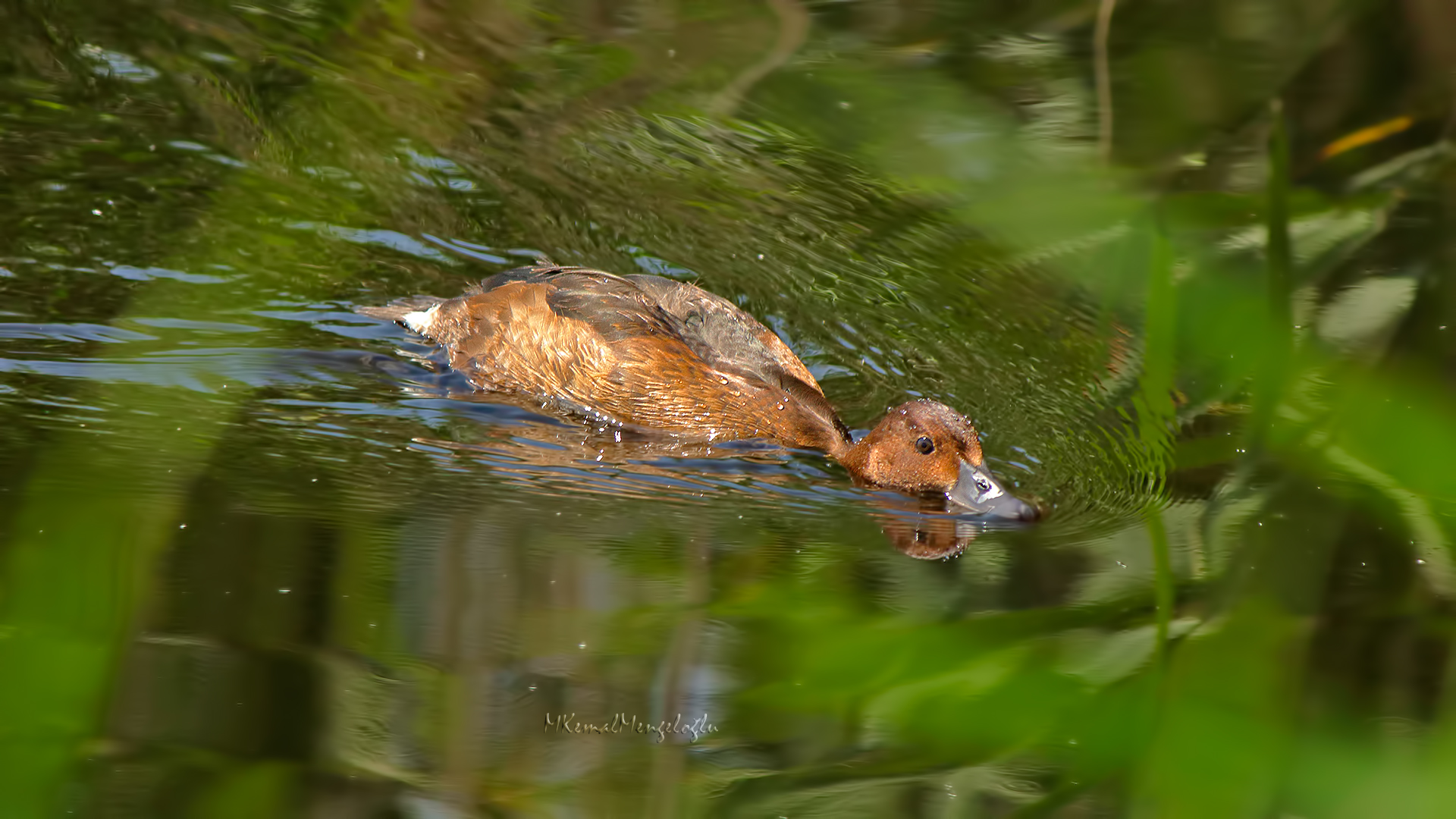 Ferruginous Duck
