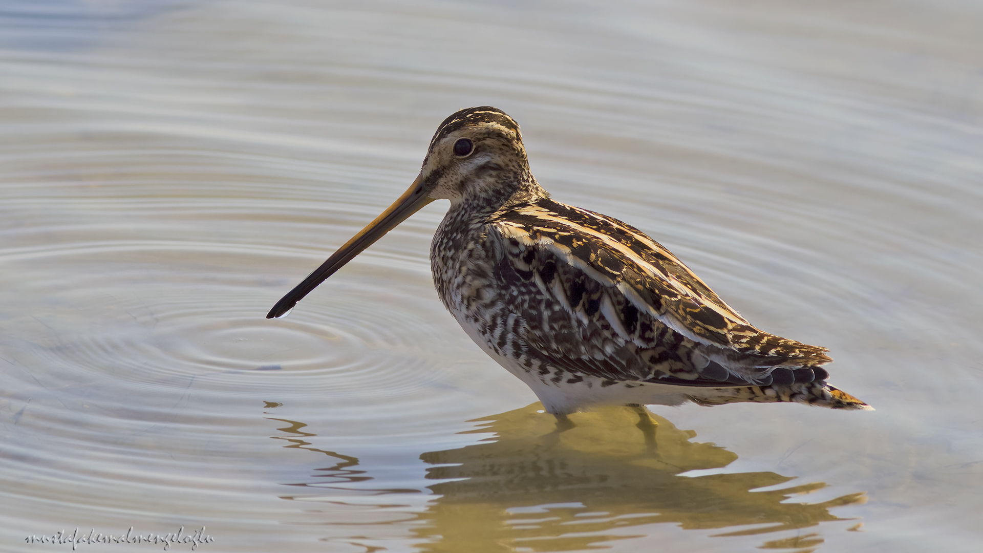 Common Snipe