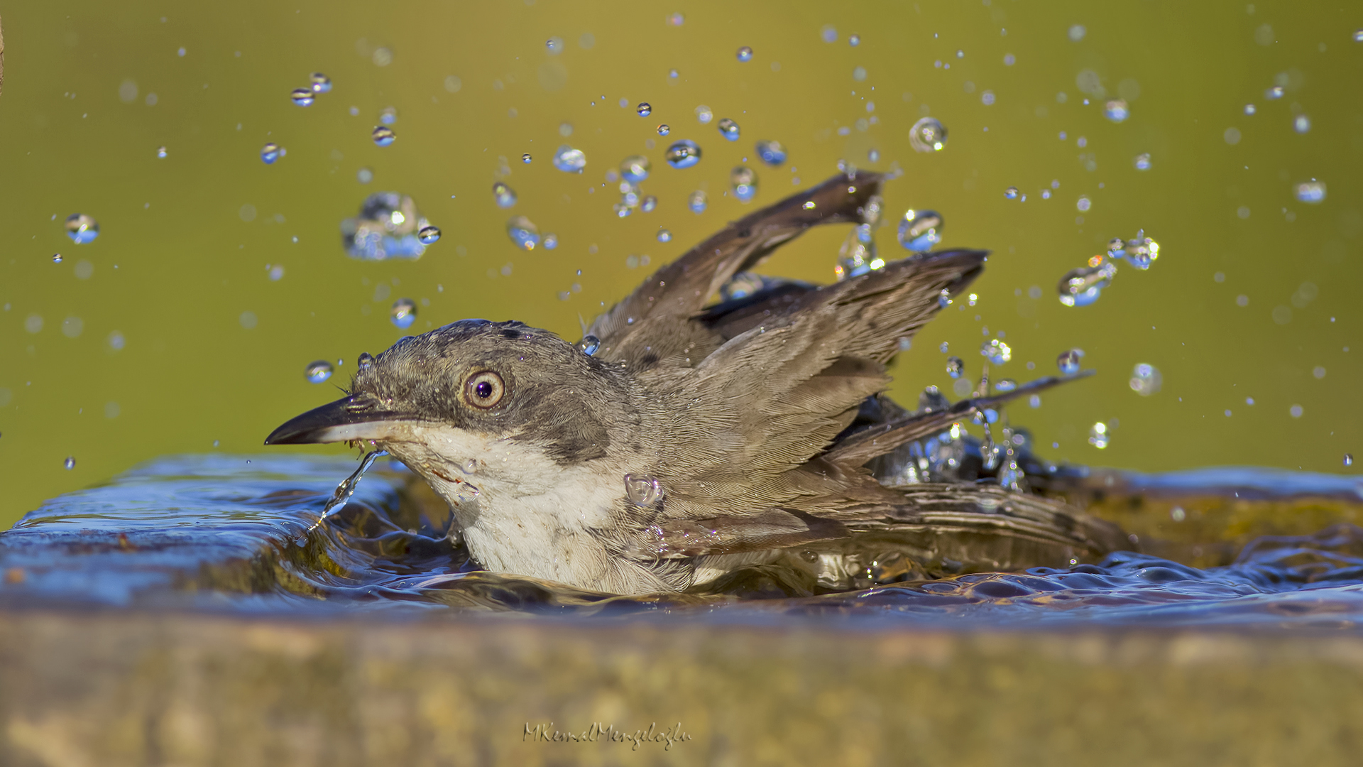 Eastern Orphean Warbler