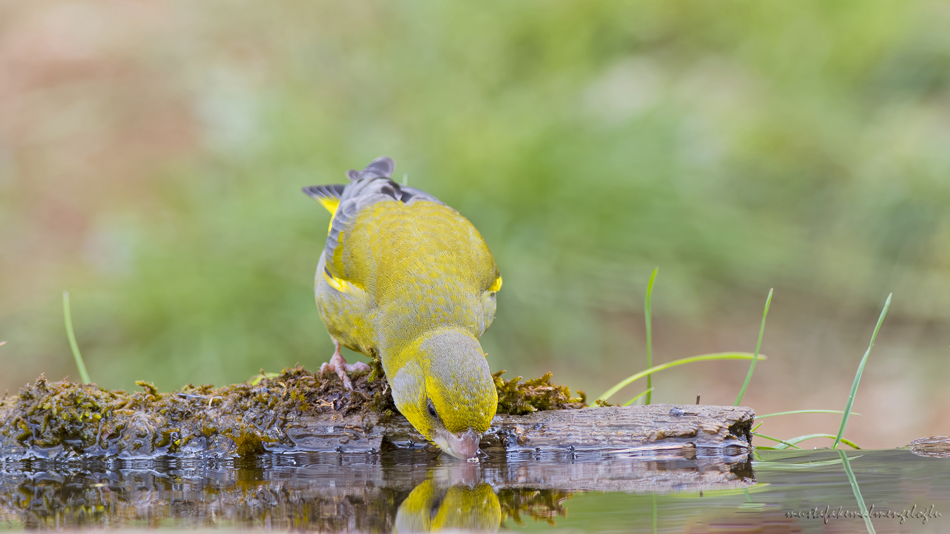 European Greenfinch