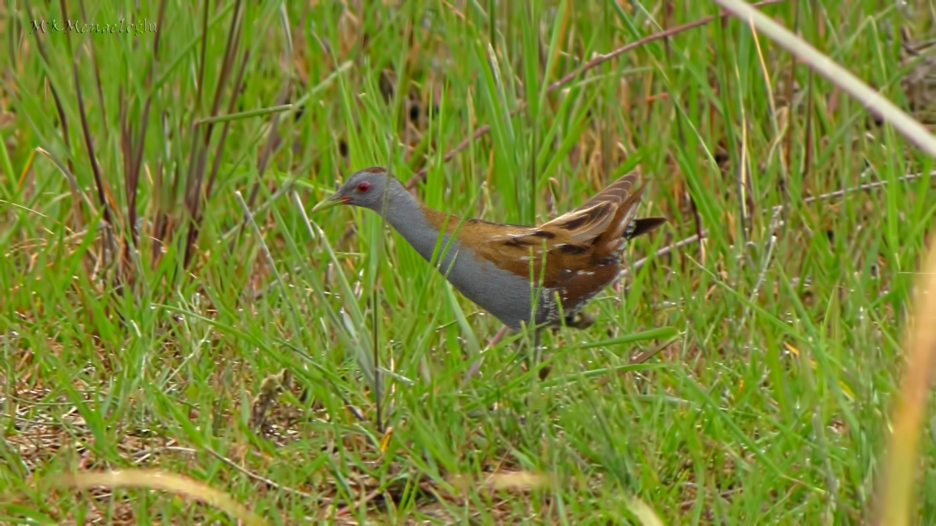 Spotted Crake
