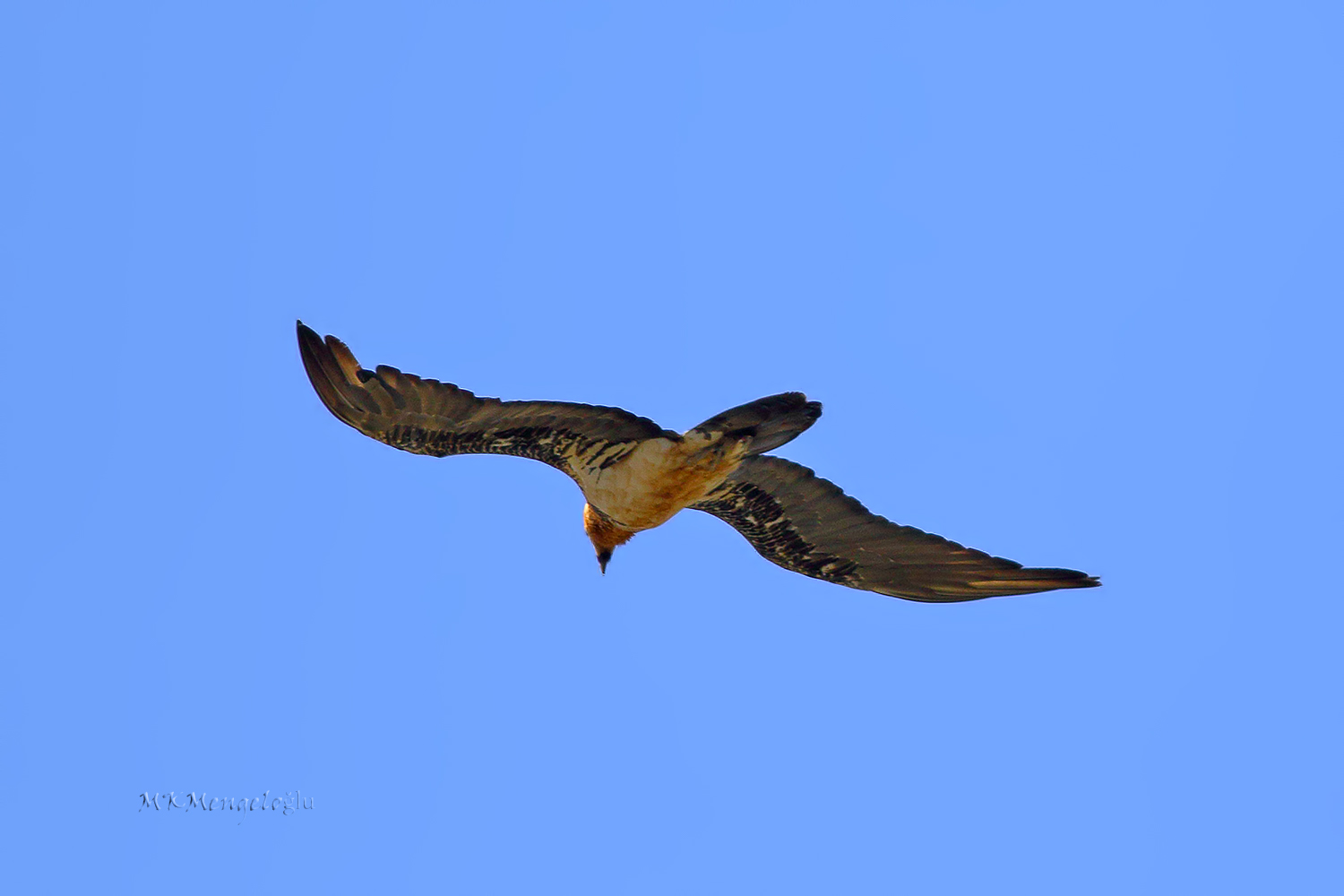 Bearded Vulture