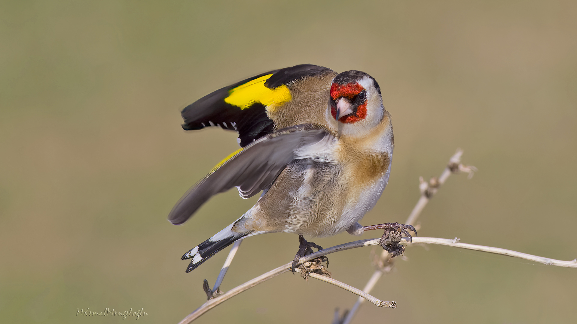 European Goldfinch