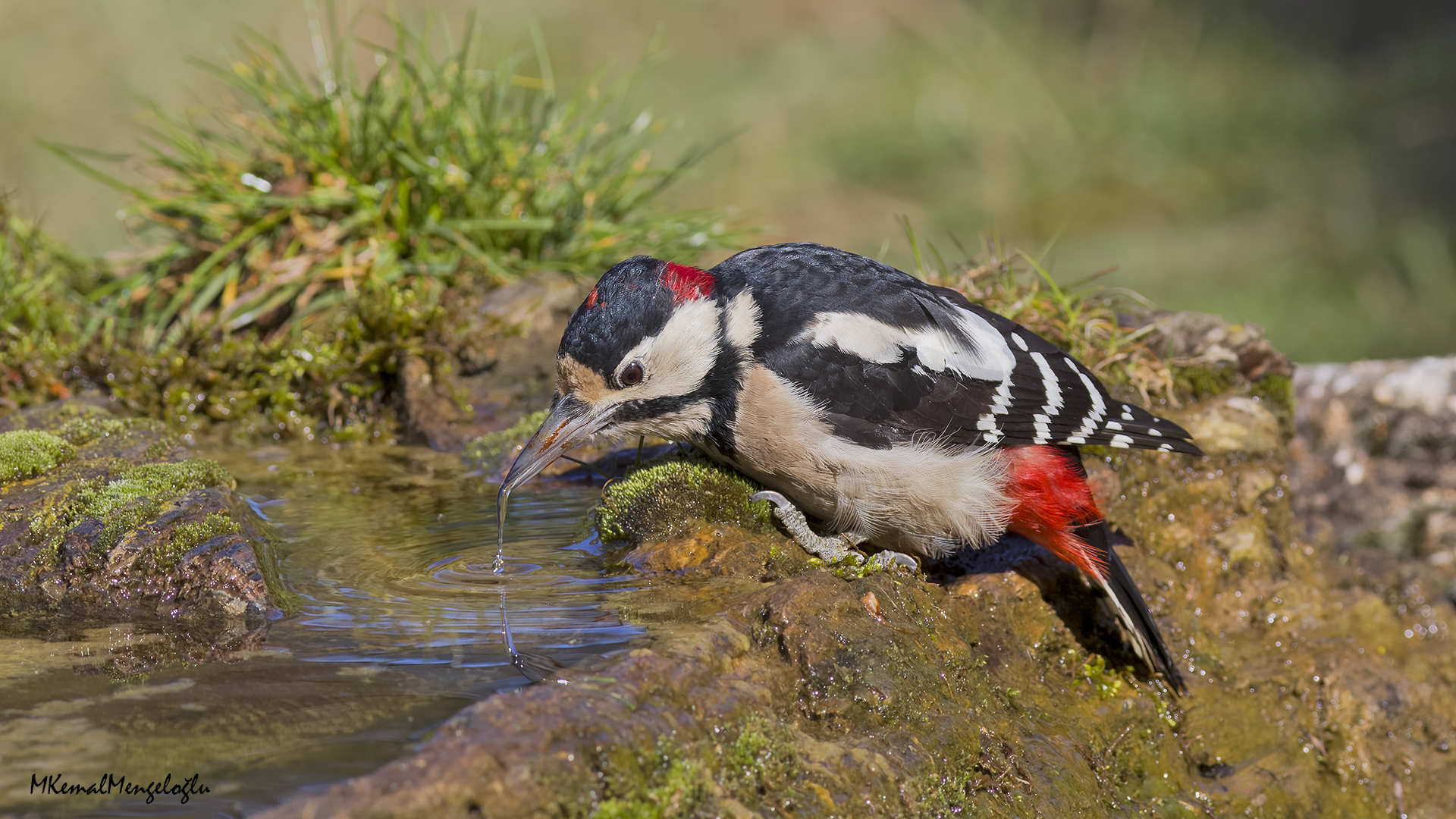 Great Spotted Woodpecker