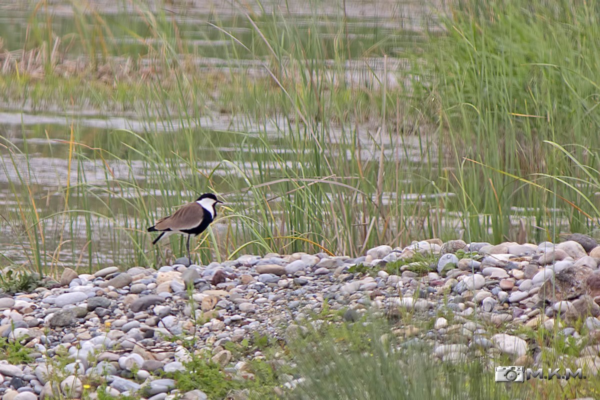 Spur-winged Lapwing