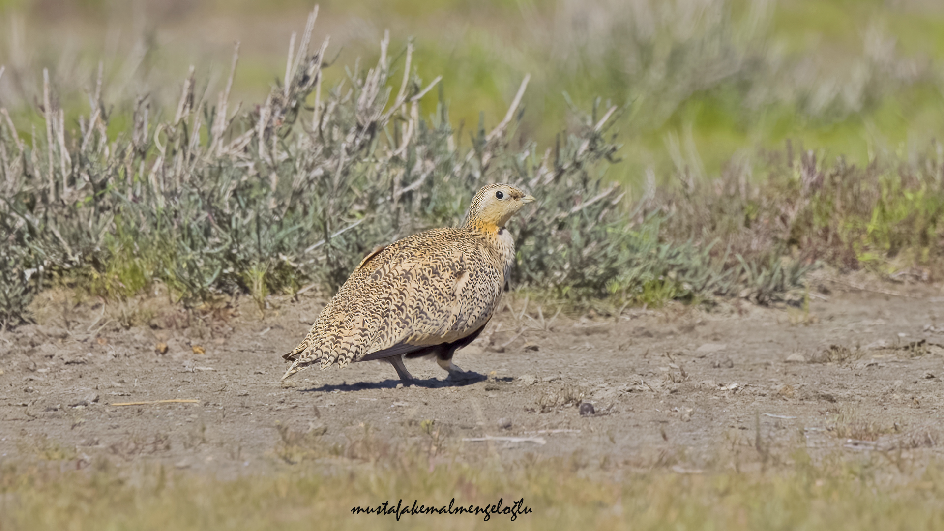 Black-bellied Sandgrouse
