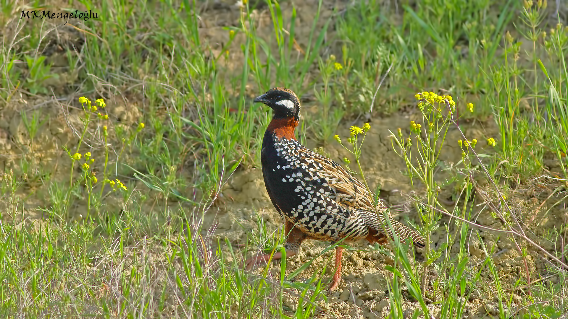 Black Francolin