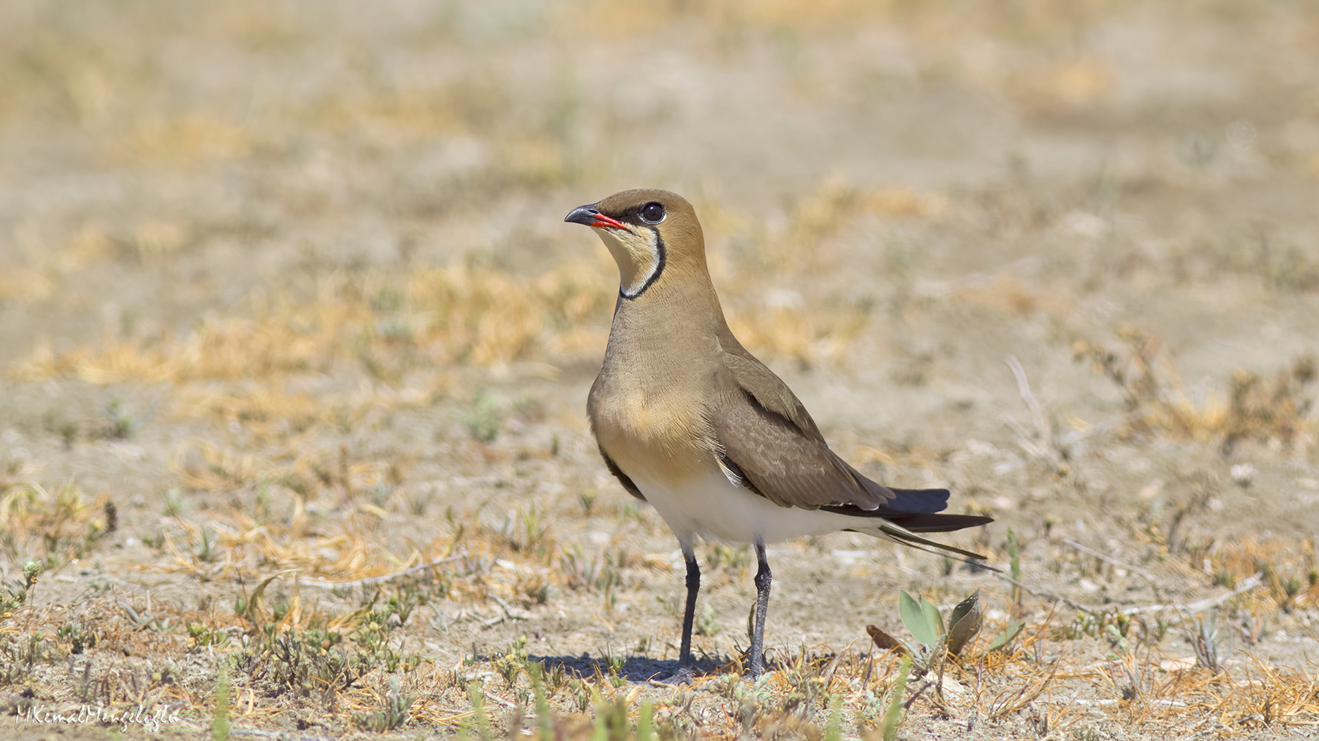 Collared Pratincole