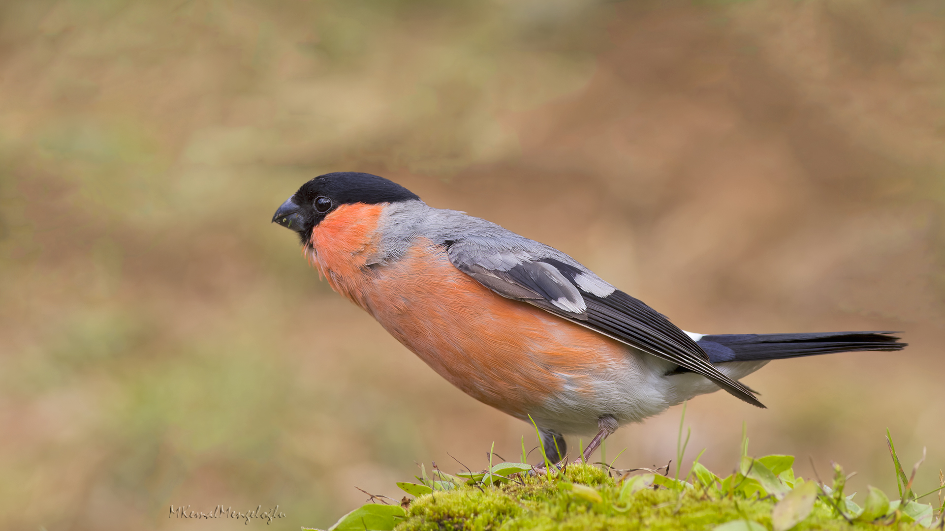 Eurasian Bullfinch