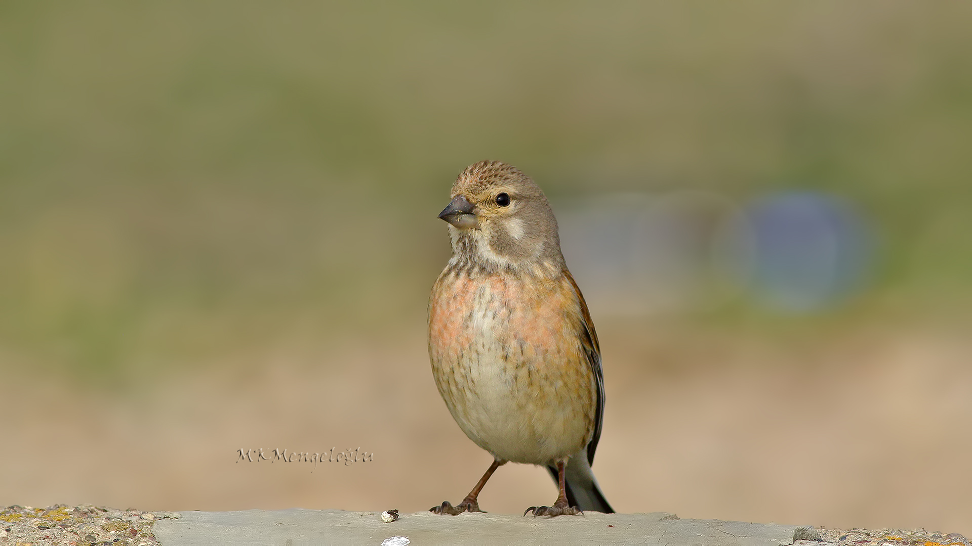 Eurasian Linnet