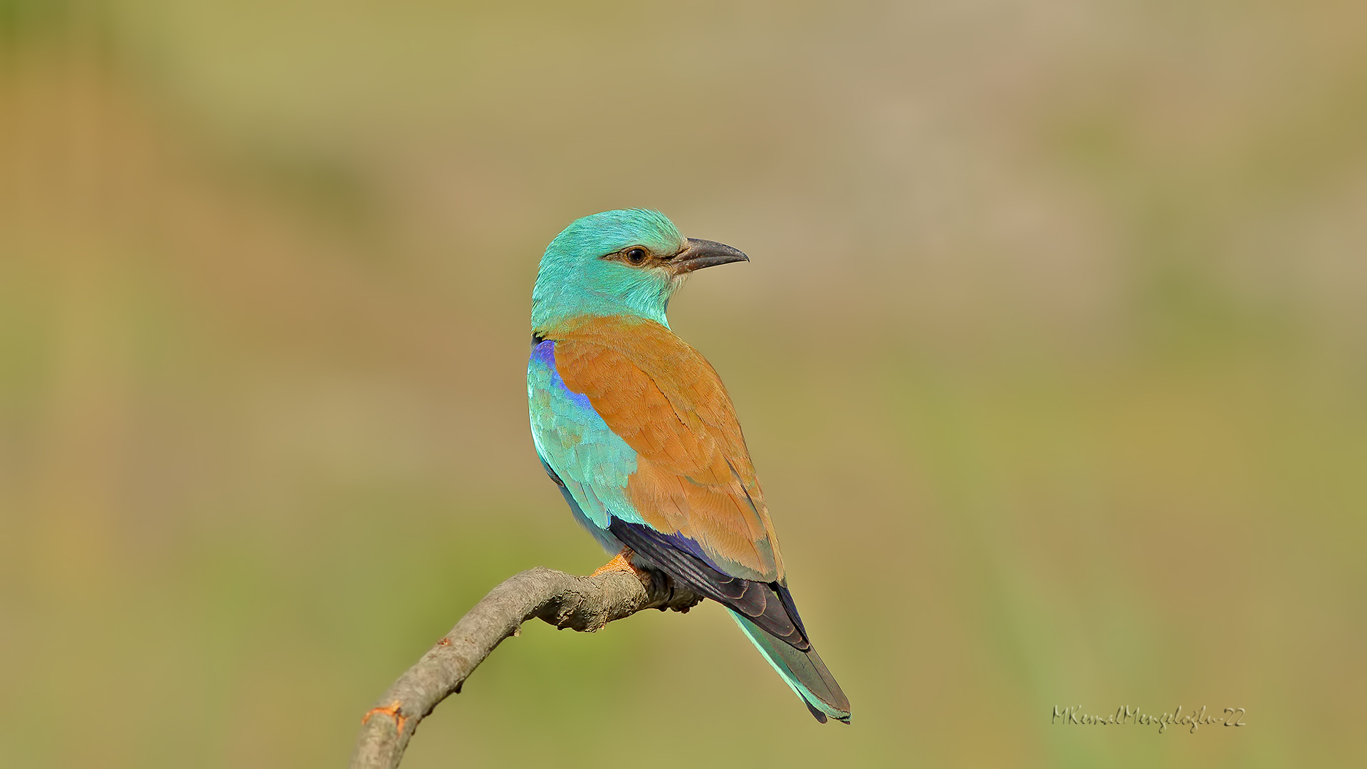 European Roller