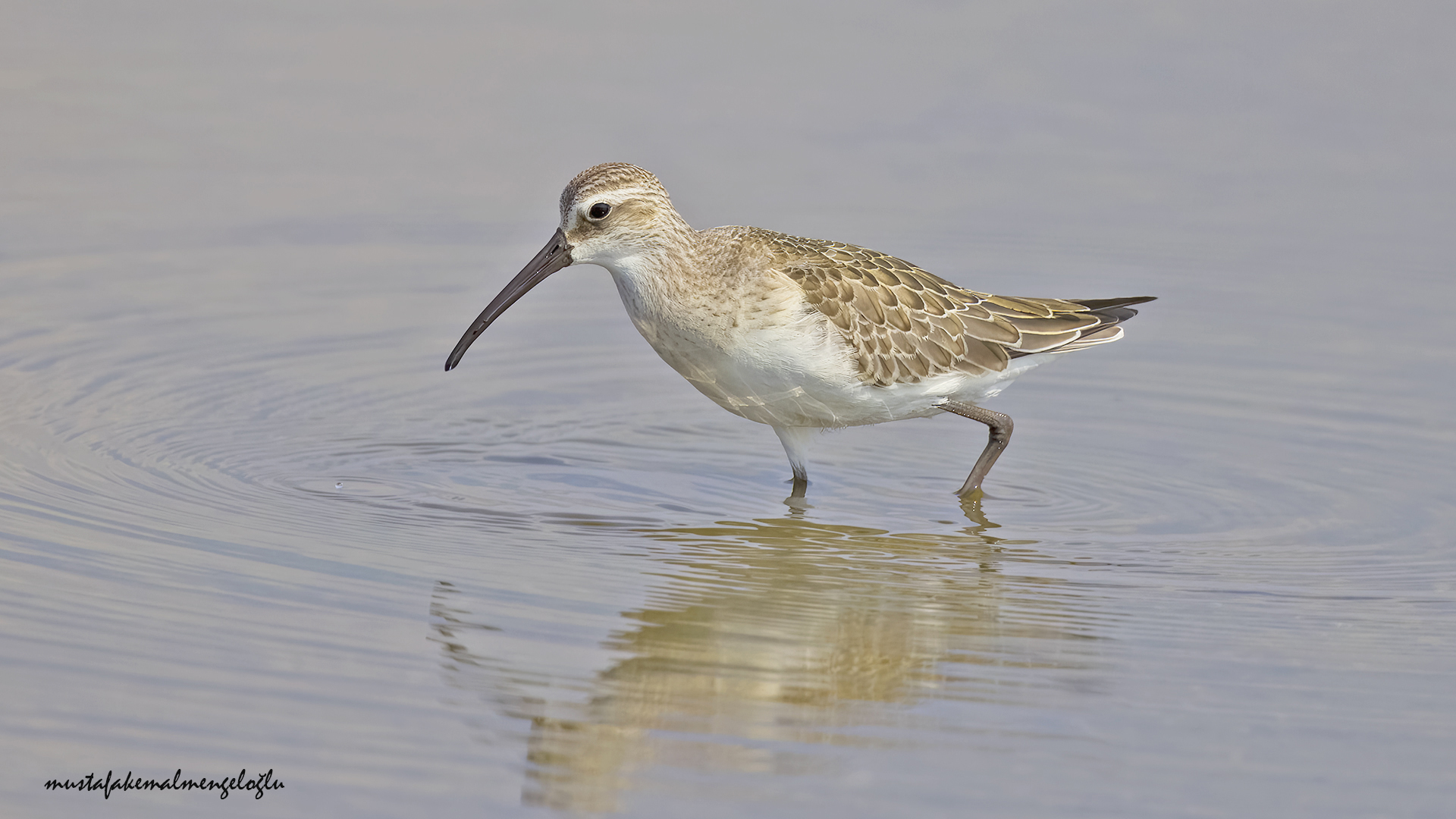 Curlew Sandpiper