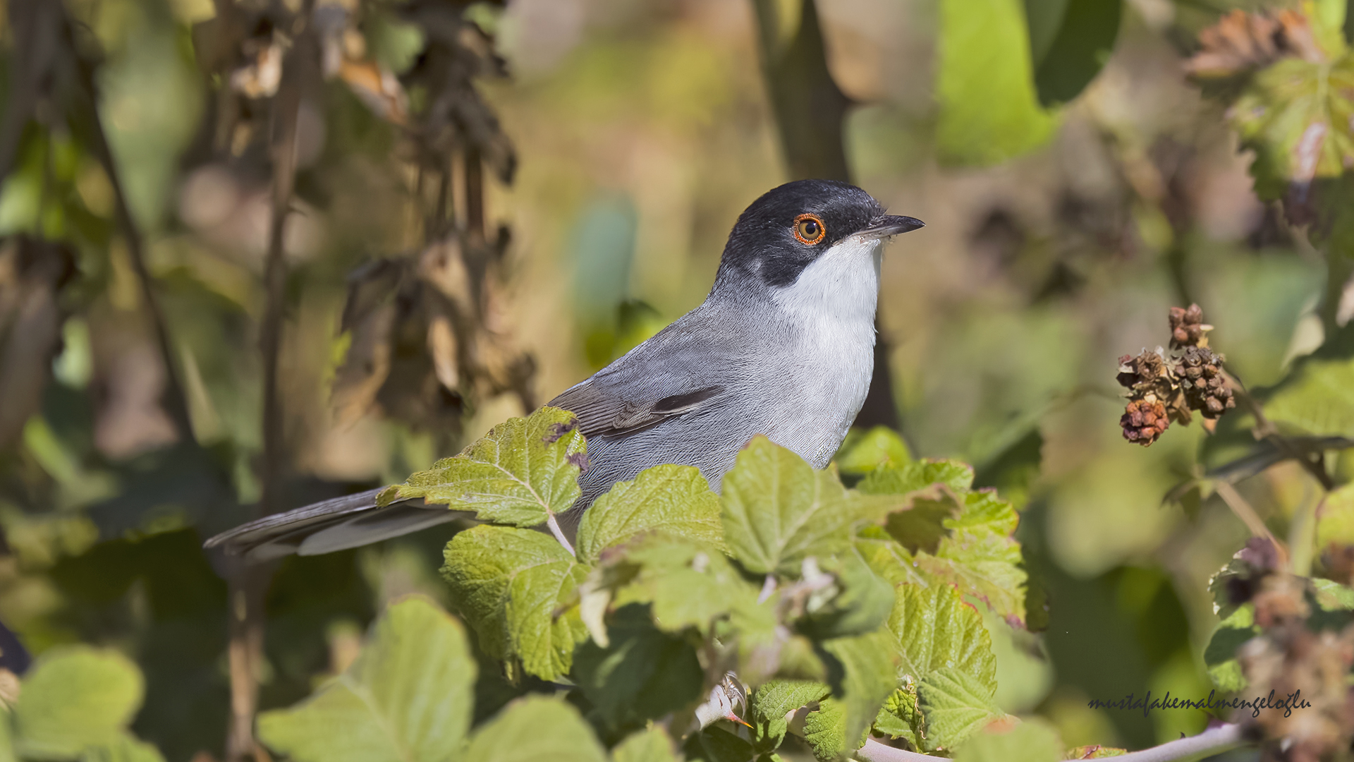 Sardinian Warbler