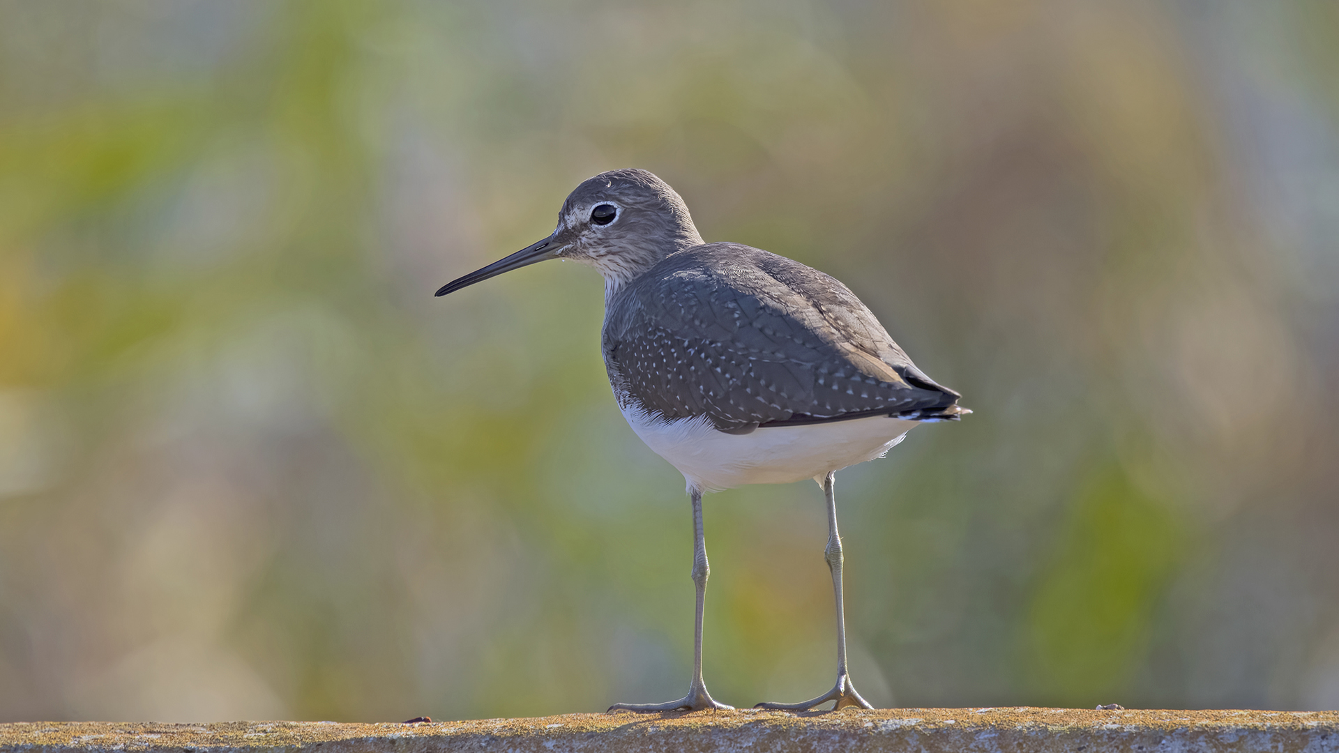 Green Sandpiper — Ana fotoğraf