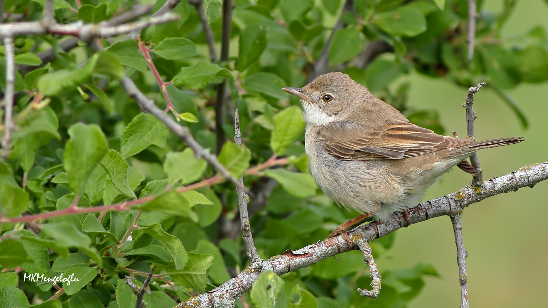 Lesser Whitethroat