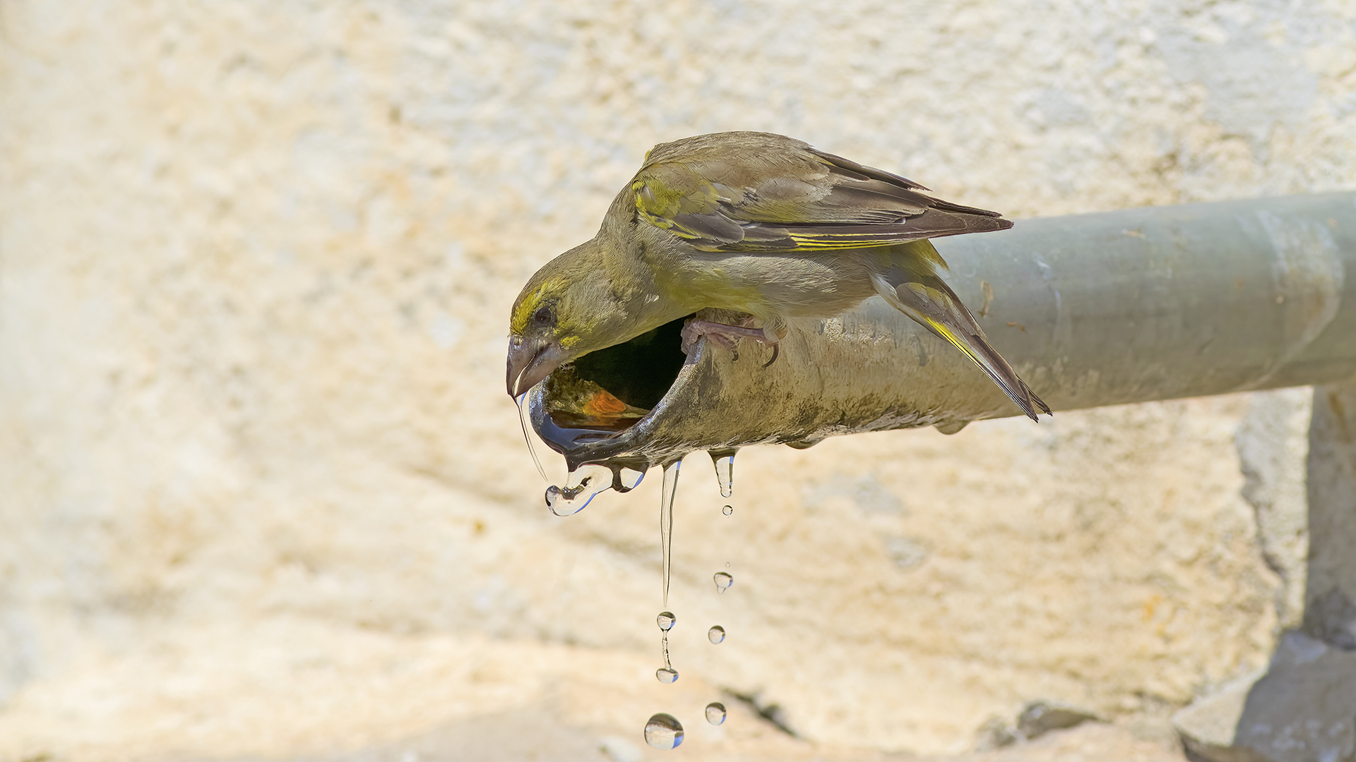 European Greenfinch