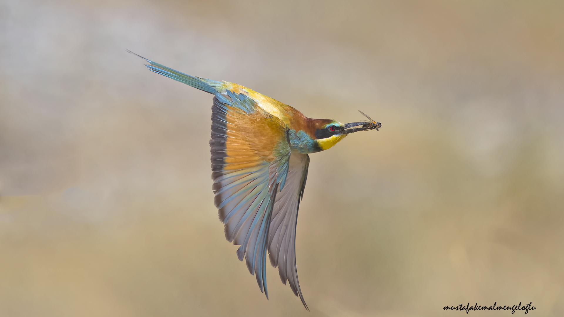 European Bee-eater