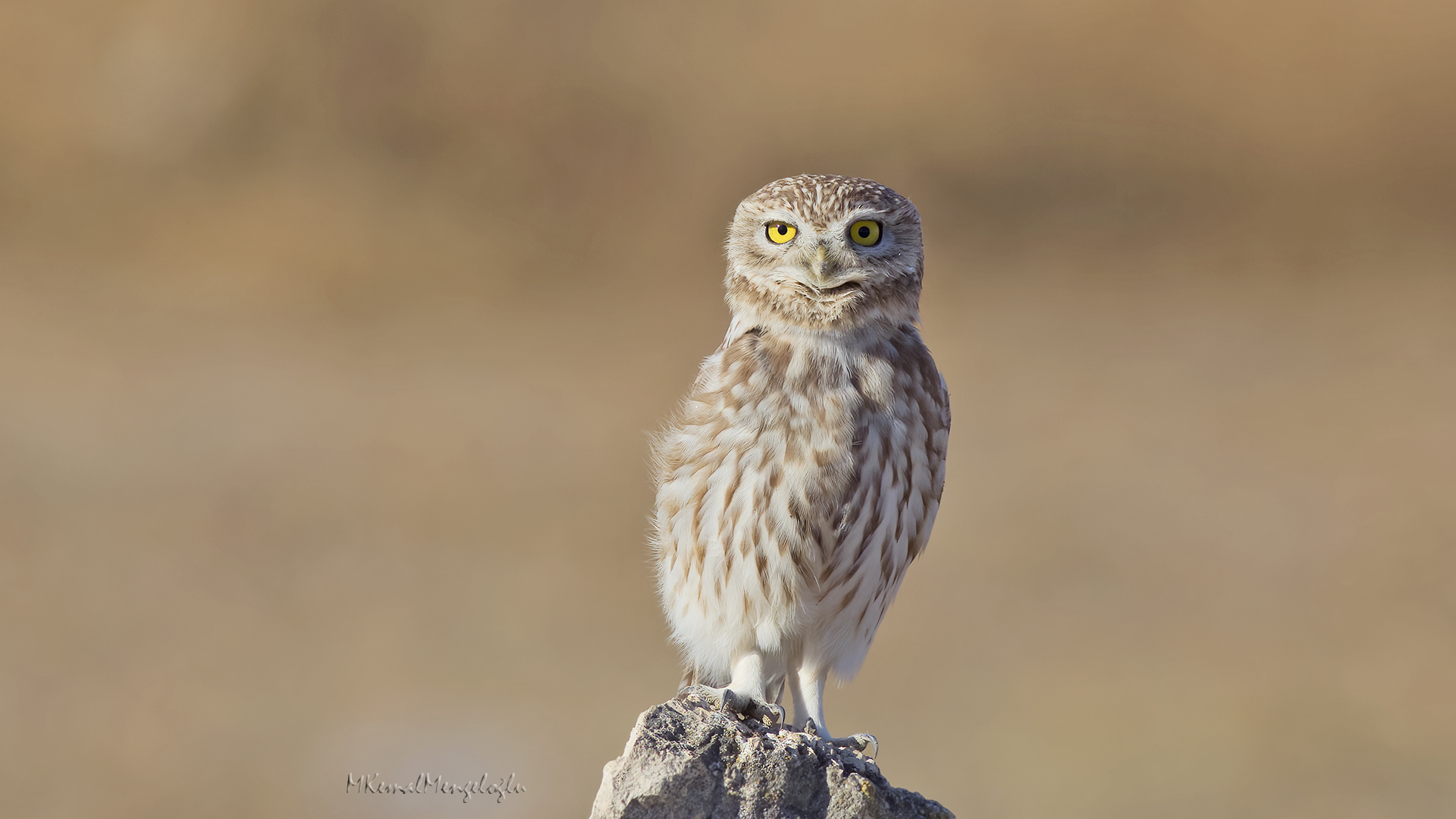Little Owl