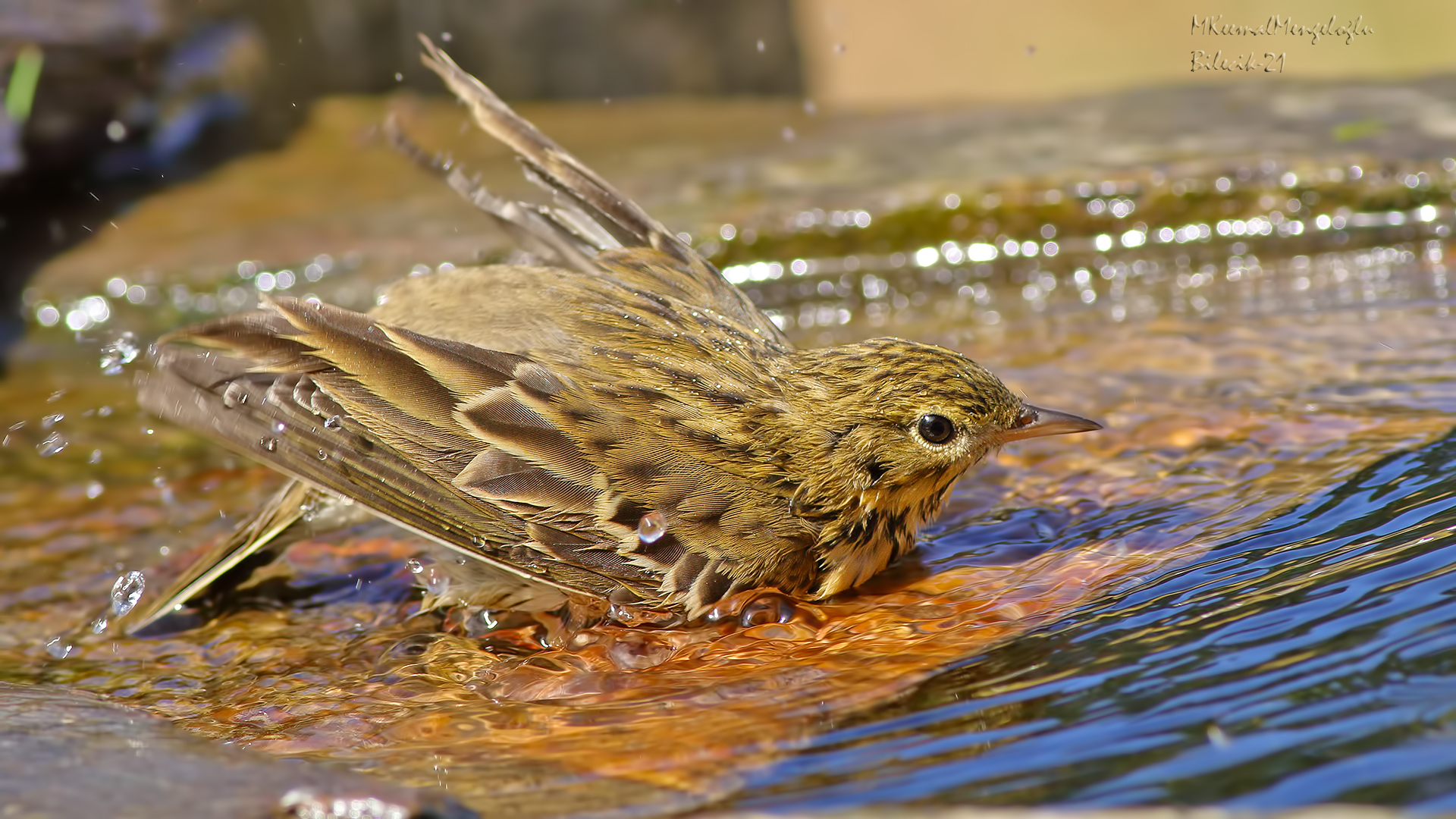 Tree Pipit