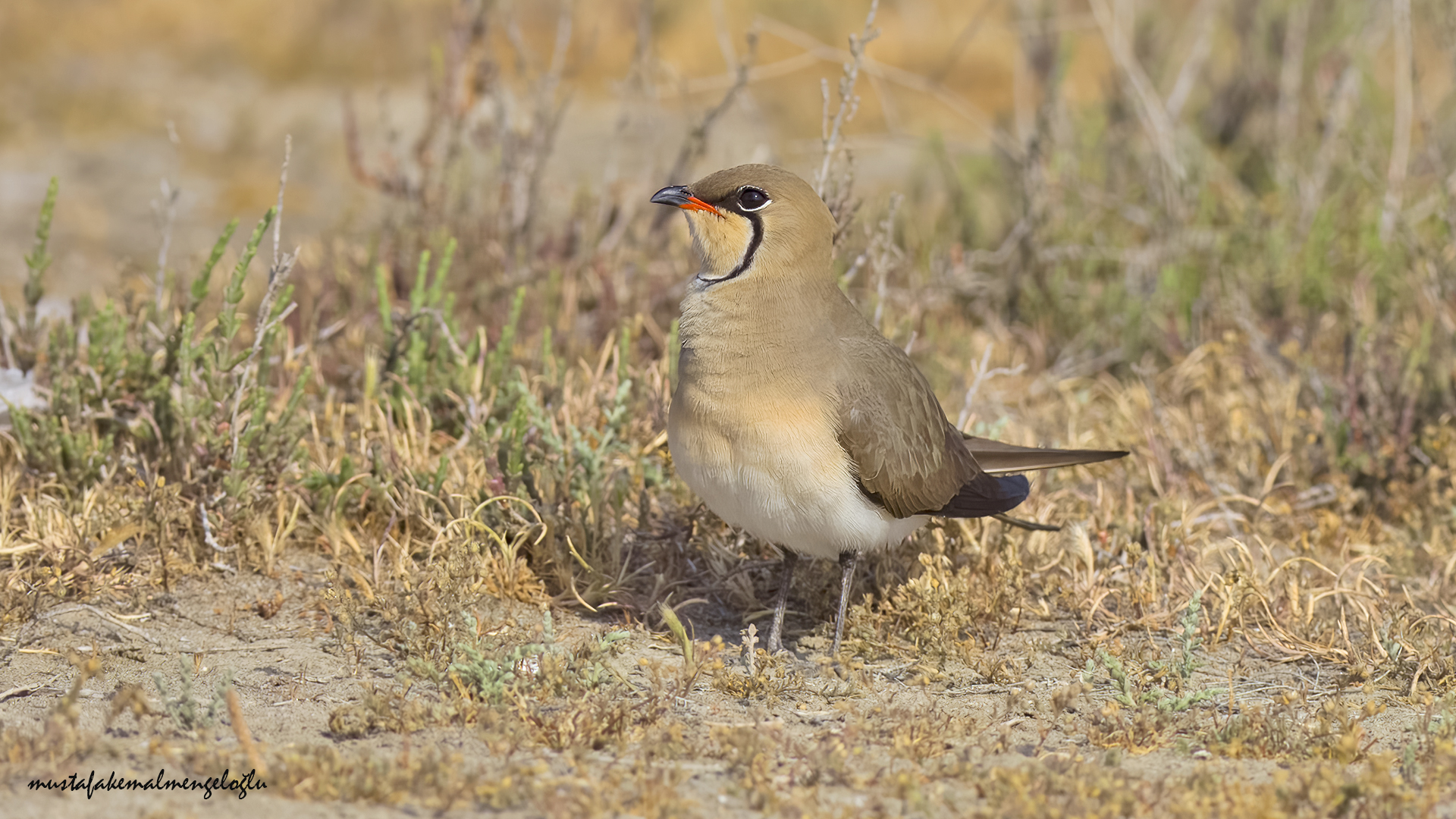 Collared Pratincole