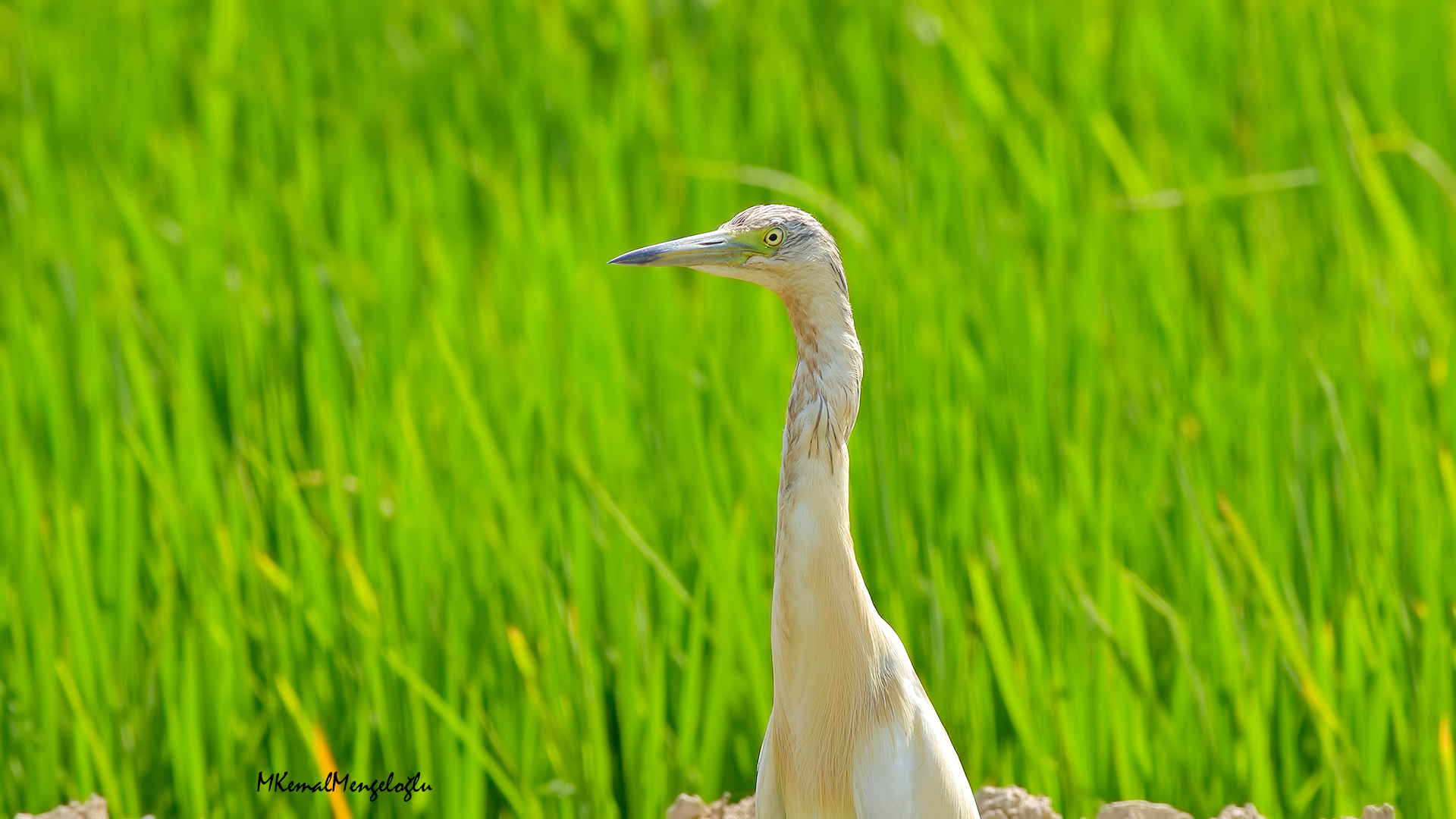 Squacco Heron