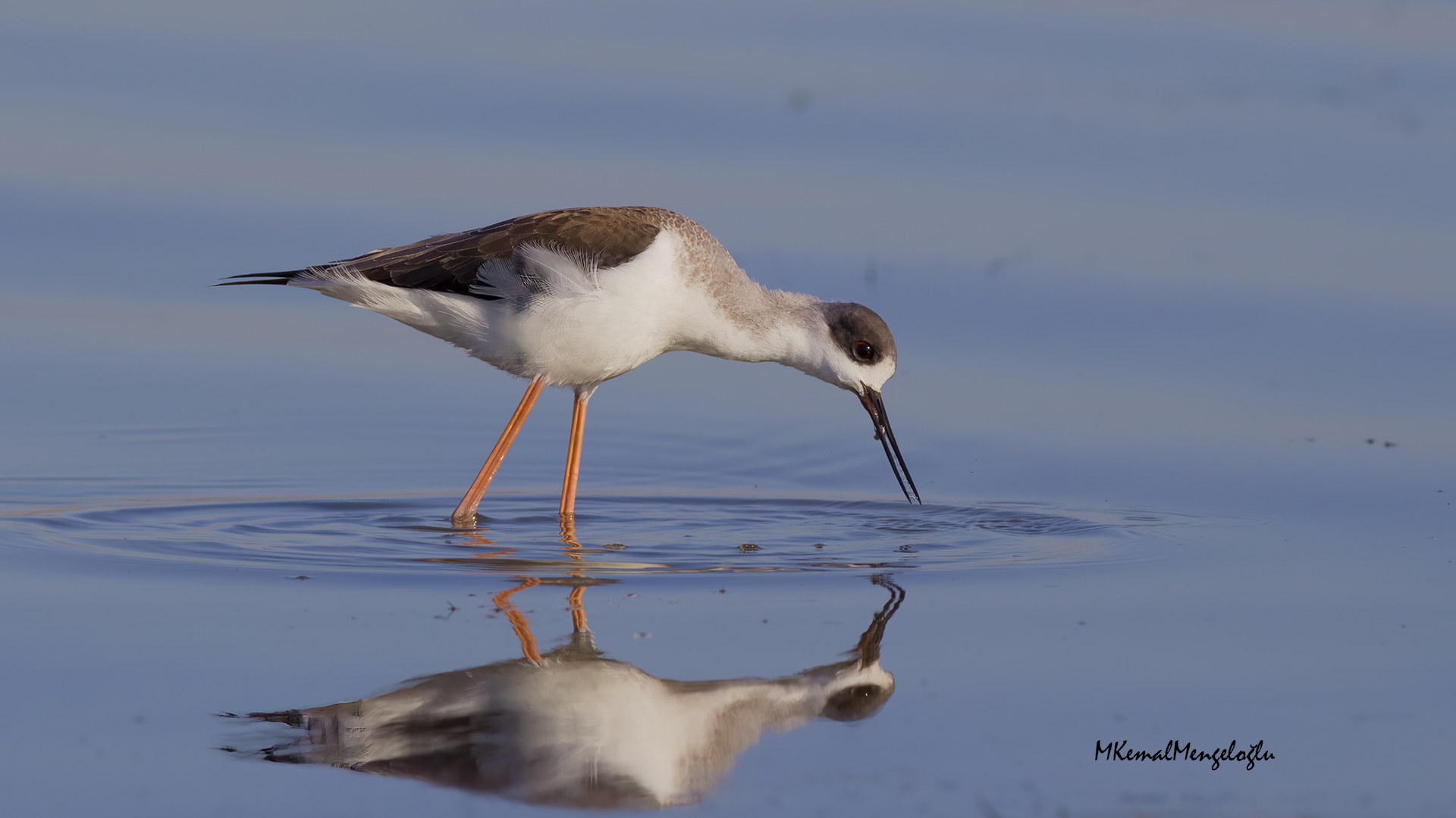 Black-winged Stilt