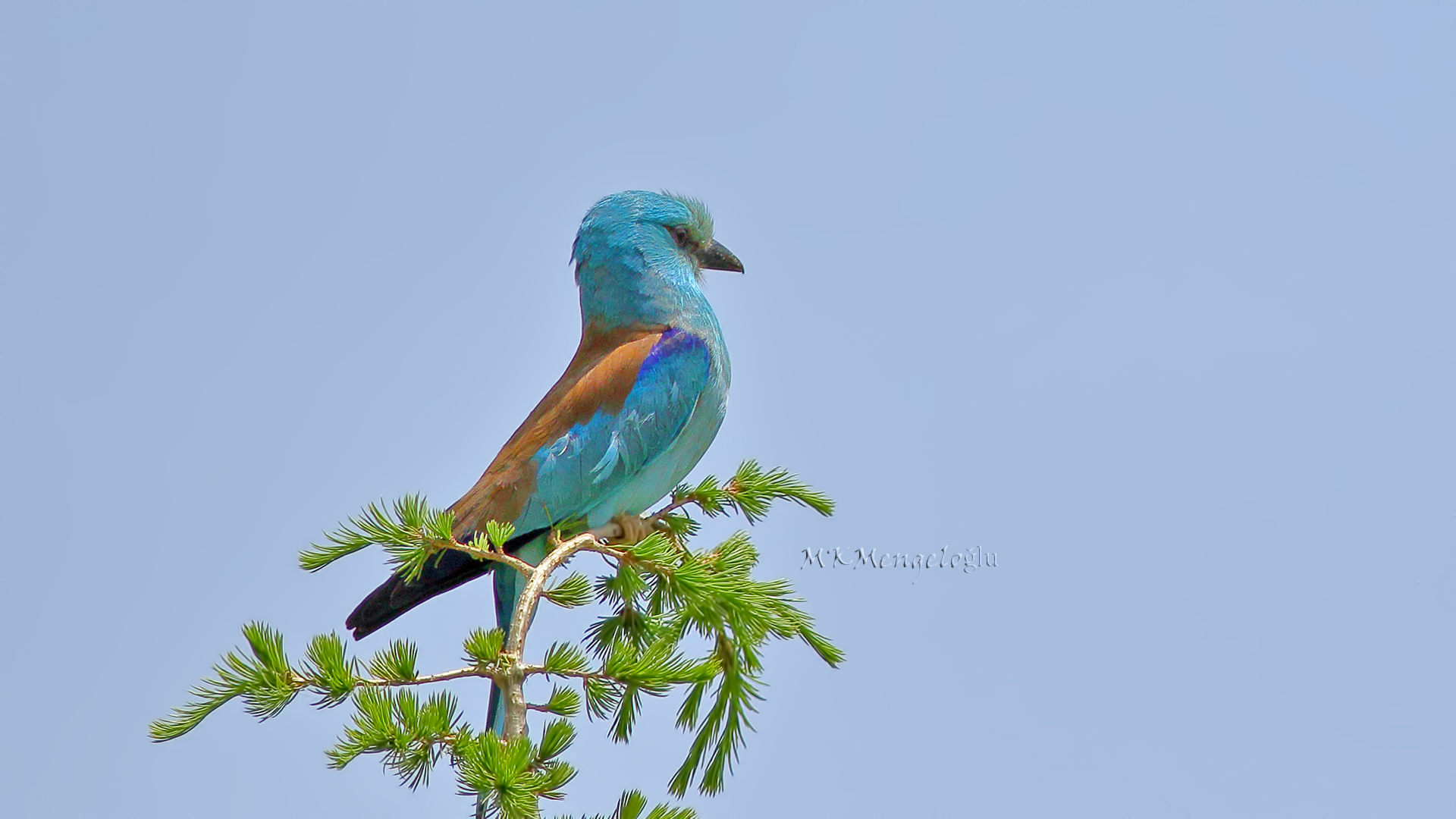 European Roller