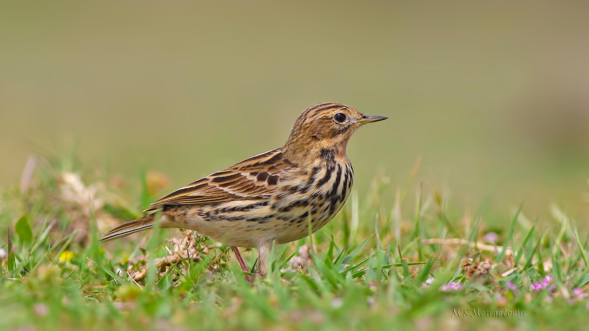 Red-throated Pipit