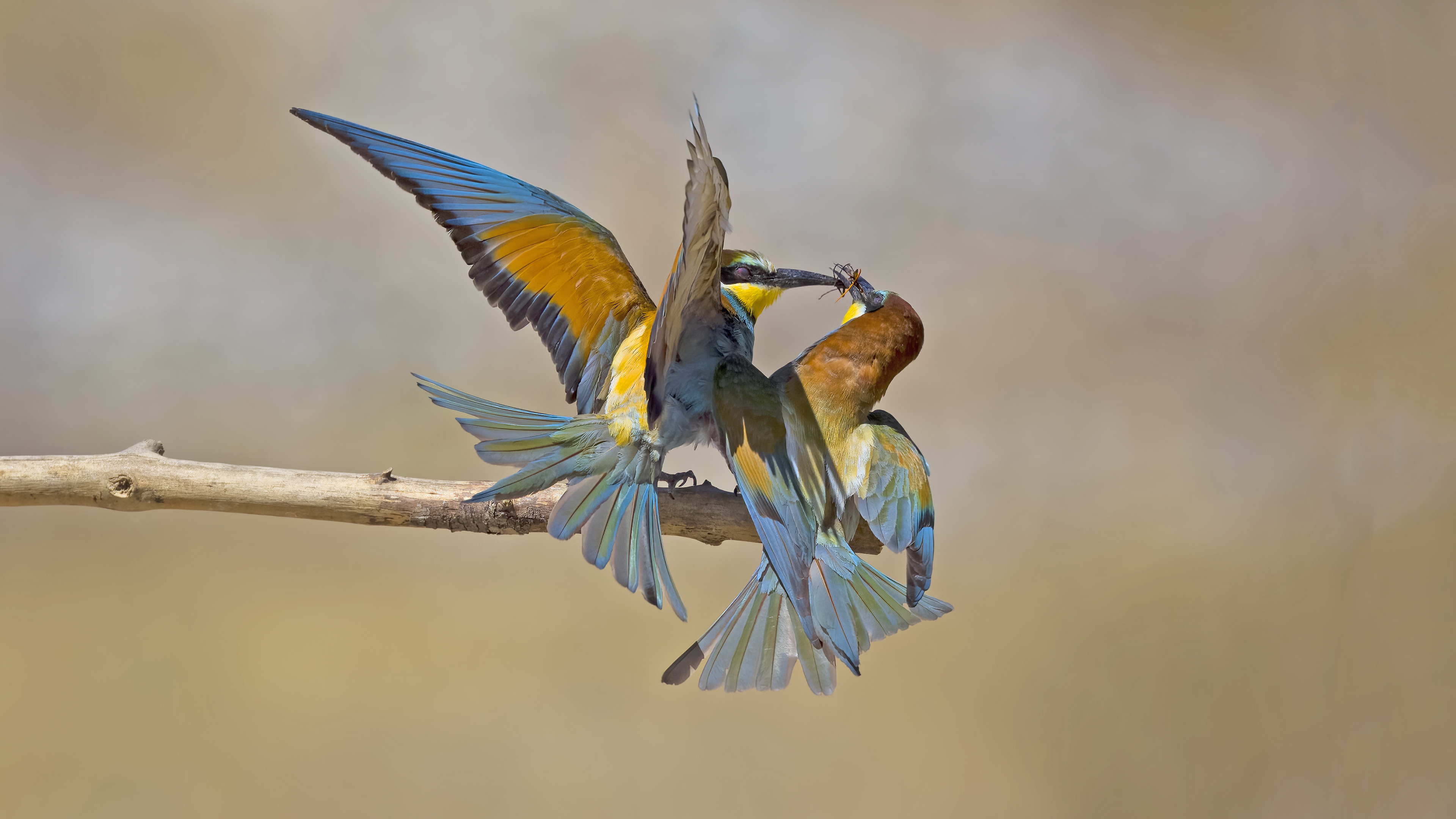 European Bee-eater