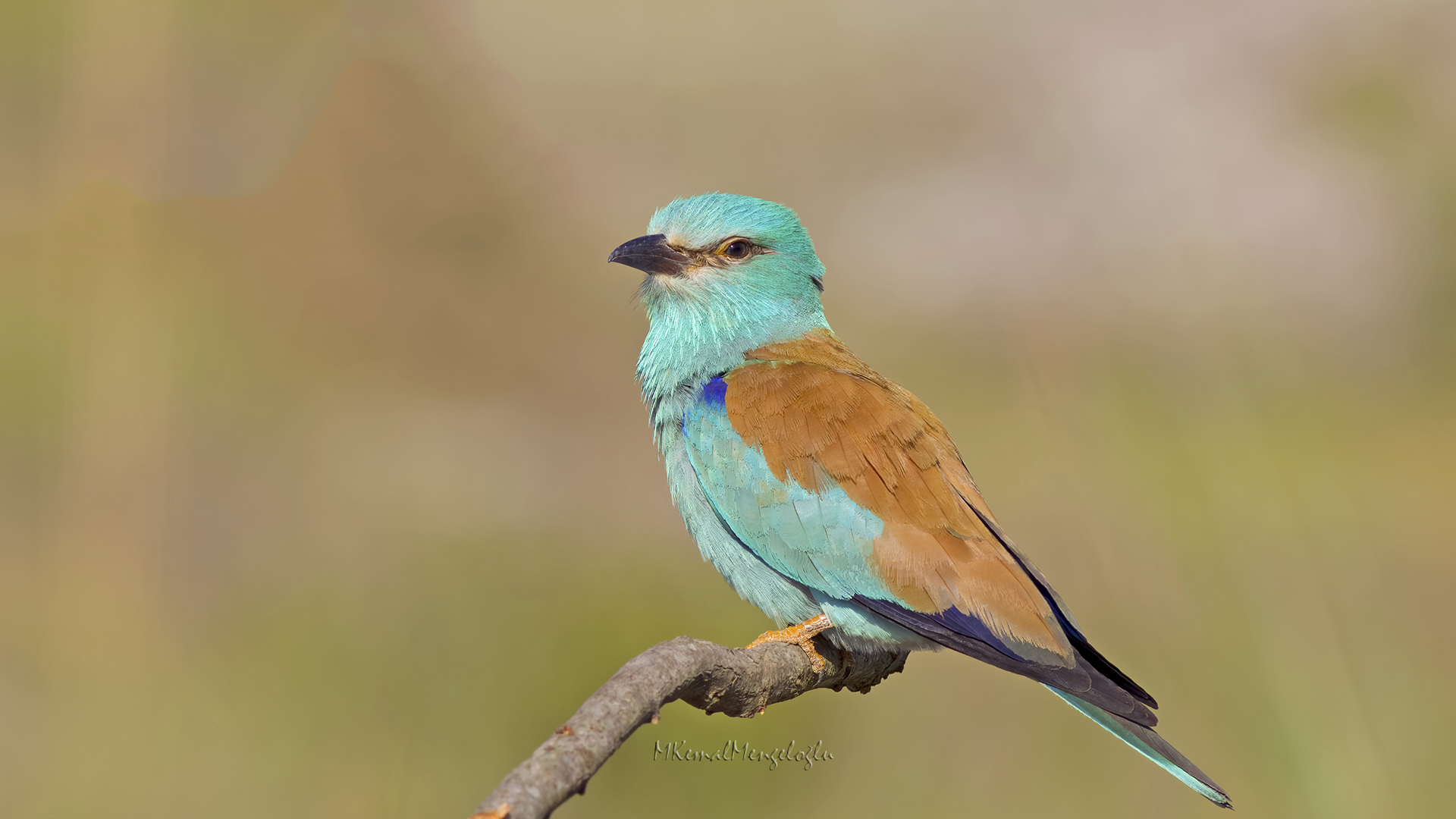 European Roller