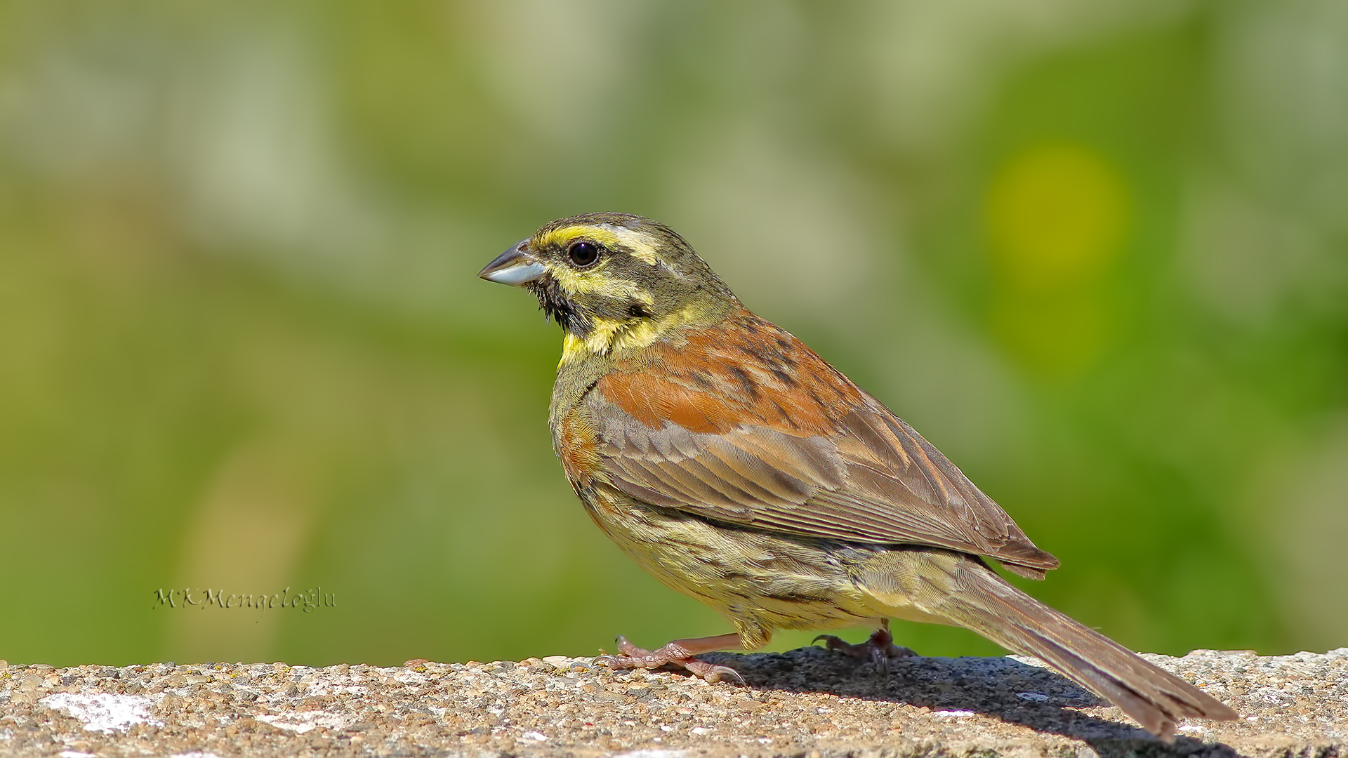 Cirl Bunting
