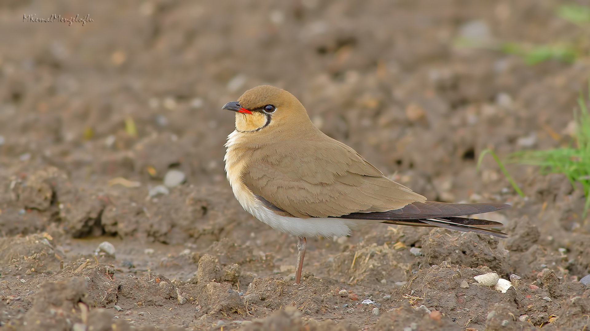 Collared Pratincole